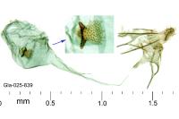 Argyresthia abdominalis