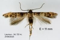 Sorhagenia lophyrella