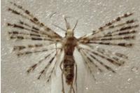 Alucita zonodactyla