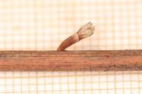 Coleophora limoniella