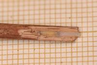 Coleophora limoniella
