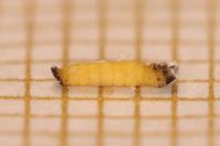 Coleophora limoniella