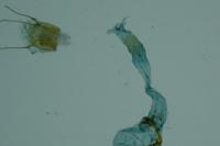Pleurota bicostella