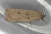 Acompsia tripunctella