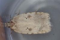Agonopterix petasitis