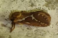 Korscheltellus lupulinus