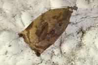 Archips crataegana