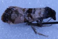 Cochylichroa atricapitana