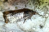 Notocelia roborana