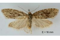 Cnephasia hellenica