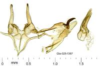 Megacraspedus lanceolellus