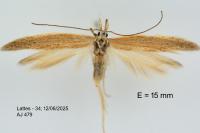 Megacraspedus lanceolellus