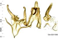 Megacraspedus lanceolellus