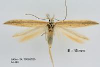 Megacraspedus lanceolellus