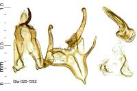 Megacraspedus lanceolellus