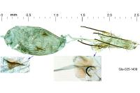 Vulcaniella grabowiella