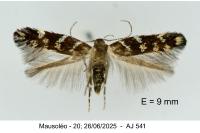 Vulcaniella grabowiella