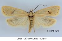 Agonopterix kaekeritziana
