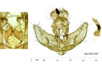 Agonopterix kaekeritziana