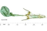 Athrips thymifoliella