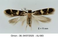 Apatema proteroclina