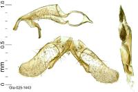Apatema proteroclina