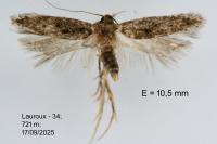 Bryotropha affinis