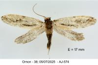 Archinemapogon yildizae