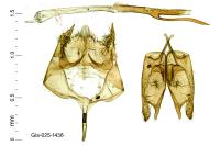 Archinemapogon yildizae