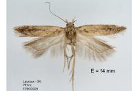 Bryotropha desertella