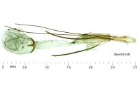 Sophronia sicariellus
