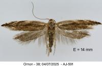 Sophronia sicariellus