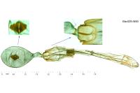 Gelechia sororculella