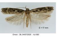 Gelechia sororculella