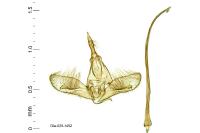 Batrachedra praeangusta