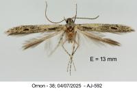 Batrachedra praeangusta