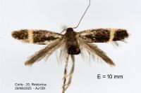 Aproaerema cinctella