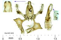 Aproaerema cinctella