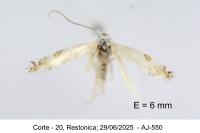 Leucoptera spartifoliella