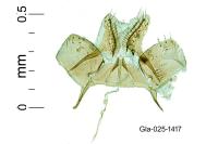 Leucoptera spartifoliella