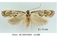 Herrichia excelsella