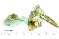 Herrichia excelsella