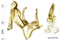 Megacraspedus lanceolellus