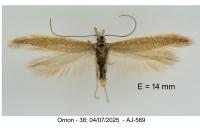 Megacraspedus lanceolellus