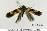 Chrysoesthia sexguttella
