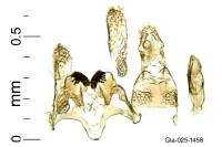 Chrysoesthia sexguttella
