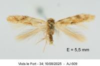 Bucculatrix ulmella