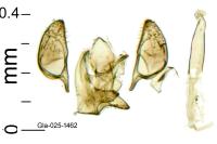 Bucculatrix ulmella