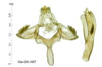 Metriochroa latifoliella