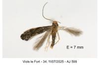 Metriochroa latifoliella